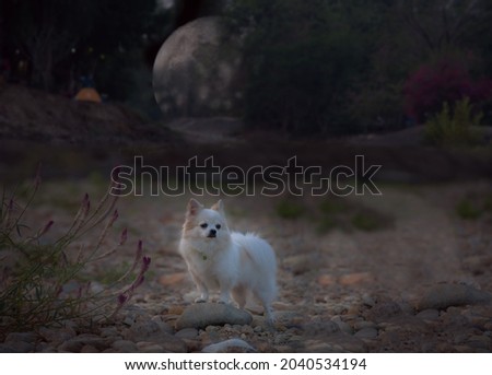 Long haired chihuahua dog stands in the forest by a brook near a tent site at night. full moon night.
