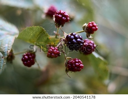branch of black raspberry or blackberry with unripe red and ripe black berries on green bush leaves background, image wallpaper with copy space for text. Selective focus. High quality photo Royalty-Free Stock Photo #2040541178