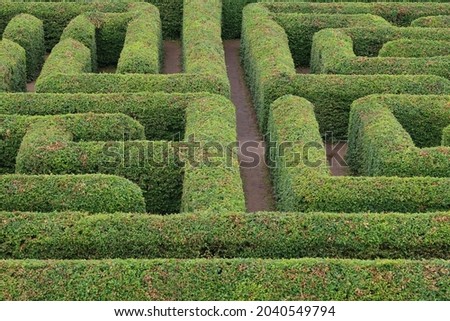 Labyrinth hedge garden. Green maze. 