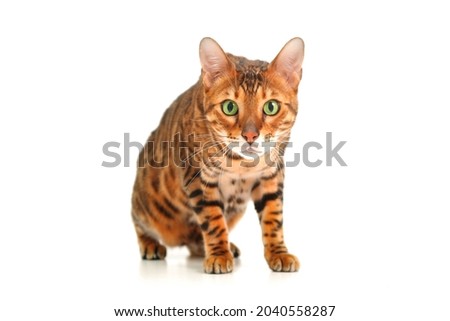 Beautiful cute red striped green-eyed bengal cat looking at camera on white background. Amazed,scared,prick-eared pet or pussy-foot concept. Adorable careful funny animal idea.Copy space,isolated.
