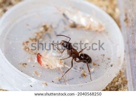 Camponotus ligniperda worker cleans her paws while eating a silverfish