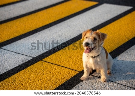 Jack Russell Terrier puppy runs alone on a pedestrian crossing across the road.