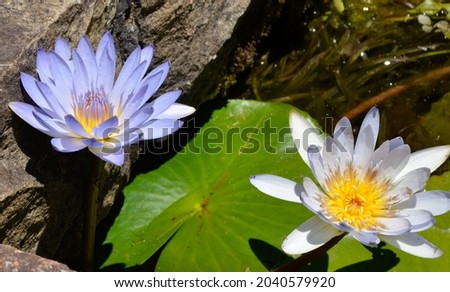 beautiful water Lilly's (Nymphaeaceae) on a sunny day