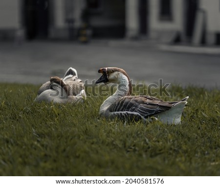 A view of geese sitting on the lawn in the park