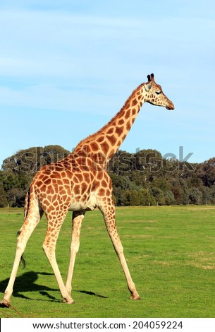 Giraffe walking on a grass