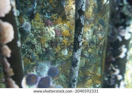Scenic underwater backgrounds in the cold Atlantic ocean.