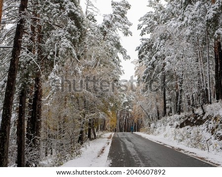 Forest in the snow. Winter picture. The girl walks along the road through the coniferous forest. Chemal village, Altai Republic, Russia.