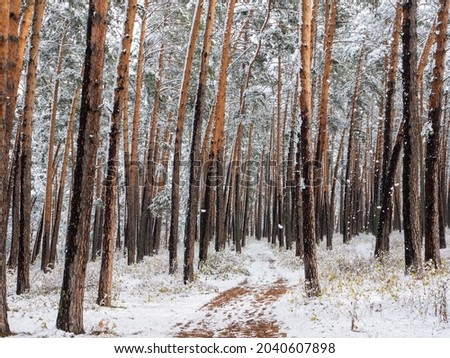 Forest in the snow. Winter picture. Walking path going deep into the coniferous forest. Chemal village, Altai Republic, Russia.