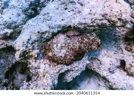Stonefish (Synanceia verrucosa) Reef stonefish, Tropical waters, Marine life