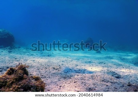 Sandy sea bottom Marine life, Underwater background Royalty-Free Stock Photo #2040614984