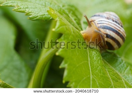 Close-up view of the snail with a shell on a green grape leaf. Shallow depth of field. Focus on a head of the snail.