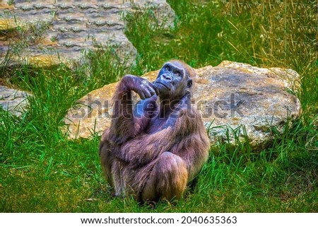 Sad ape sitting and thinking Royalty-Free Stock Photo #2040635363