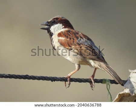 A sparrow is setting on the straight rope