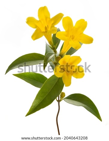 Gelsemium sempervirens isolated on white background Royalty-Free Stock Photo #2040643208