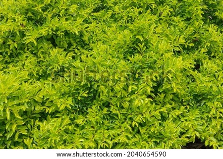 Texture of green leaves tree branch background