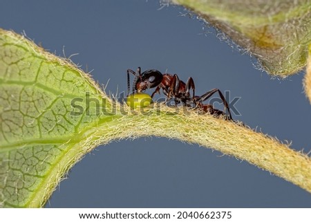 Adult Red Twig Ant of the Genus Pseudomyrmex eating on the extrafloral nectary of a plant  Royalty-Free Stock Photo #2040662375