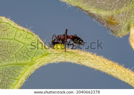 Adult Red Twig Ant of the Genus Pseudomyrmex eating on the extrafloral nectary of a plant  Royalty-Free Stock Photo #2040662378