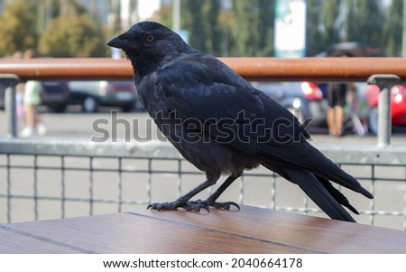 Close-up view of a black bird, a crow standing on a wooden table of a street fast food restaurant, waiting and looking for food. Raven is seated on the fence