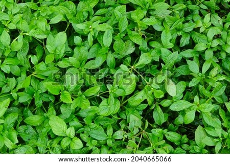 Green grass leaves background nature.                               