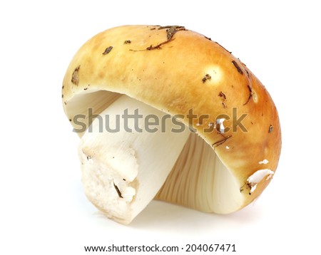 Russula mushroom on a white background