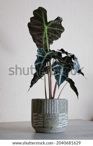 indoor tropical plant alocasia in beton pot on white background. trendy minimalism. Vertical photo