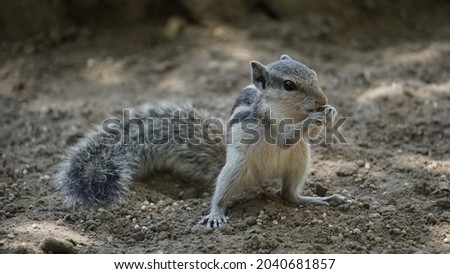 a cute little squirrel searching and eating grains
