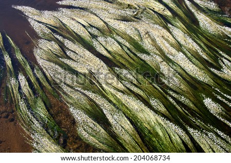 Green algae with white little flowers seemed to compose an abstract painting. I took this picture from a bridge over the Cher river in Central France. 
