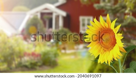 picture of a beautiful fresh yellow sunflower on outdoor background
