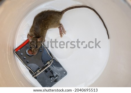 A rat caught in a snap trap put inside a bucket for removal.