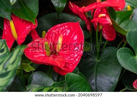 red Anthurium flower in garden at winter or spring day. Beautiful Anthurium flower for postcard beauty and agriculture design. in full bloom in farm, on green nature blur background, macro Royalty-Free Stock Photo #2040698597
