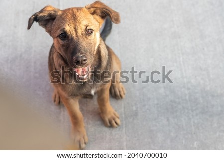 Funny red haired watchdog puppy looks at camera sitting on grey ground on sunny day closeup space for text. Homeless animals Royalty-Free Stock Photo #2040700010