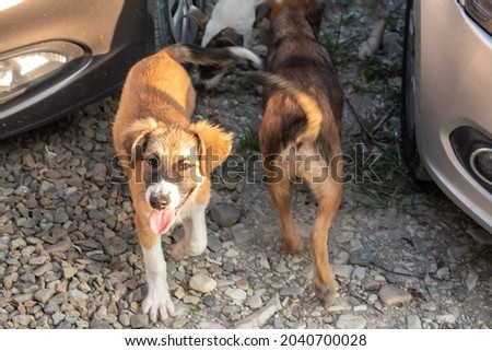 Playful red haired watchdog puppy shows tongue with dog friend back between contemporary cars on sunny day closeup. Homeless animals Royalty-Free Stock Photo #2040700028