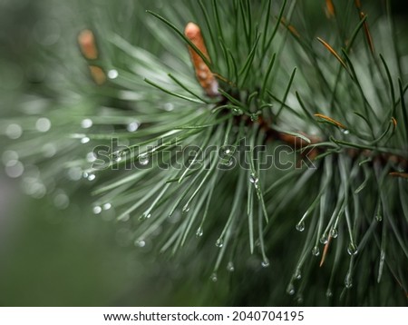 Close-up of rain drops on a pine tree branch. Blurred background. Moody atmosphere of a rainy day. 
 Royalty-Free Stock Photo #2040704195