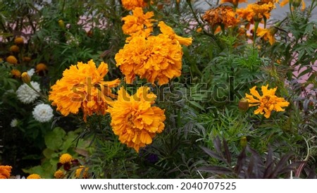 Close up french yellow marigold with nature vivid color. A single blooming marigold during Summer.