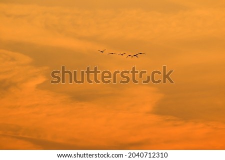 Flock Of Birds Silhouette on sunset sky