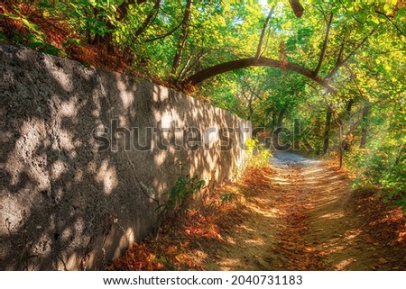 Autumn forest road leaves fall in ground landscape on autumnal background. Autumn forest nature. Vivid morning in colorful forest. Scenery of nature with sunlight.