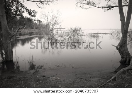 dark and deserted island on sea or lagoon and lake scary with die and dry tree branch for horror and ghost devil feeling or scene on halloween with vignetting