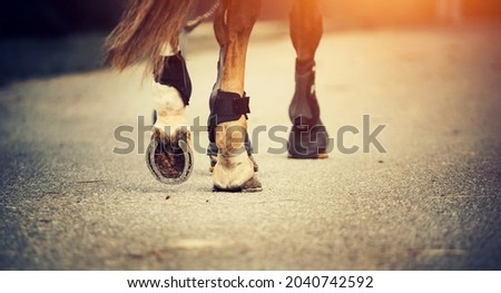 Feet running sports horse. Legs of a sporting savvy horse in knee-caps  Royalty-Free Stock Photo #2040742592