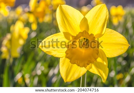Dutch Master Daffodil flower in the field in the sun back-light. Royalty-Free Stock Photo #204074716