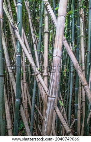 Bamboo poles in a bamboo grove