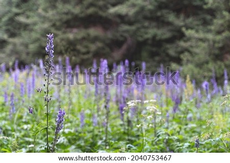 Beautiful meadow with blue bell flowers.