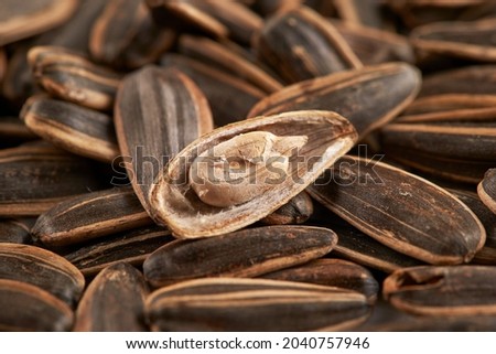 close up of sunflower seed