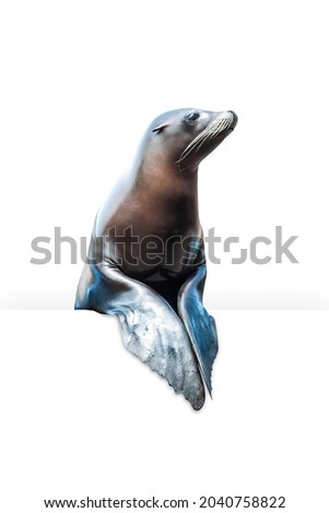 Brown fur seal above empty white banner, isolated on white background. Clipping path included.