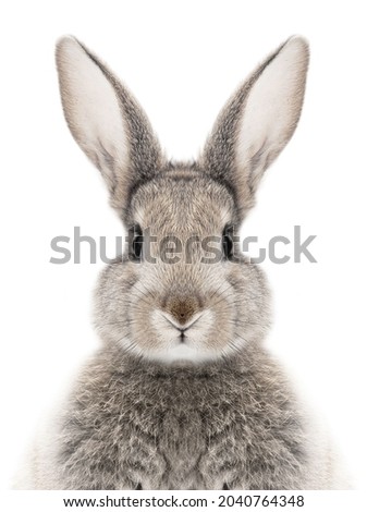 photo of a gray bunny on a white background for digital printing wallpaper, custom design  Royalty-Free Stock Photo #2040764348