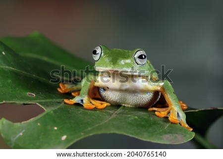 Flying frog closeup face on green leaves, Javan tree frog closeup image, rhacophorus reinwartii on green leaves