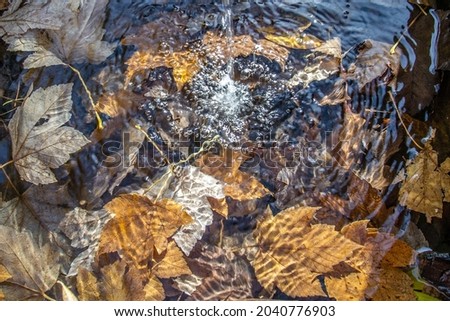 autumn leaves in water. Natural abstract background