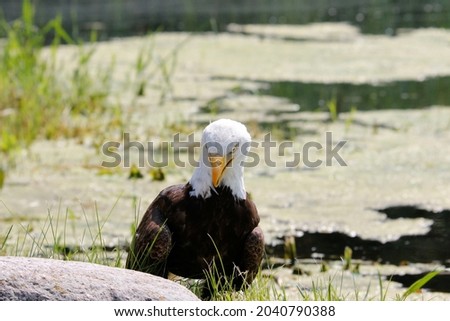 A closeup shot of a beautiful eagle sitting on the stone near the lake