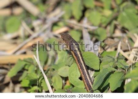 A closeup shot of a small snake near green leaves Royalty-Free Stock Photo #2040804686