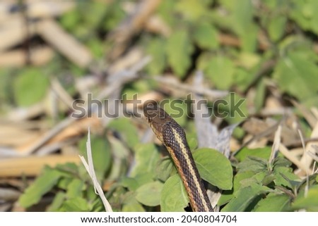 A closeup shot of a small snake near green leaves Royalty-Free Stock Photo #2040804704