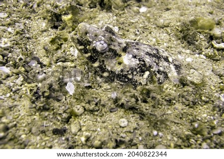 Stargazer Snake Eel (Brachysomophis) is protruding from the bottom in the filipino sea December 16, 2010